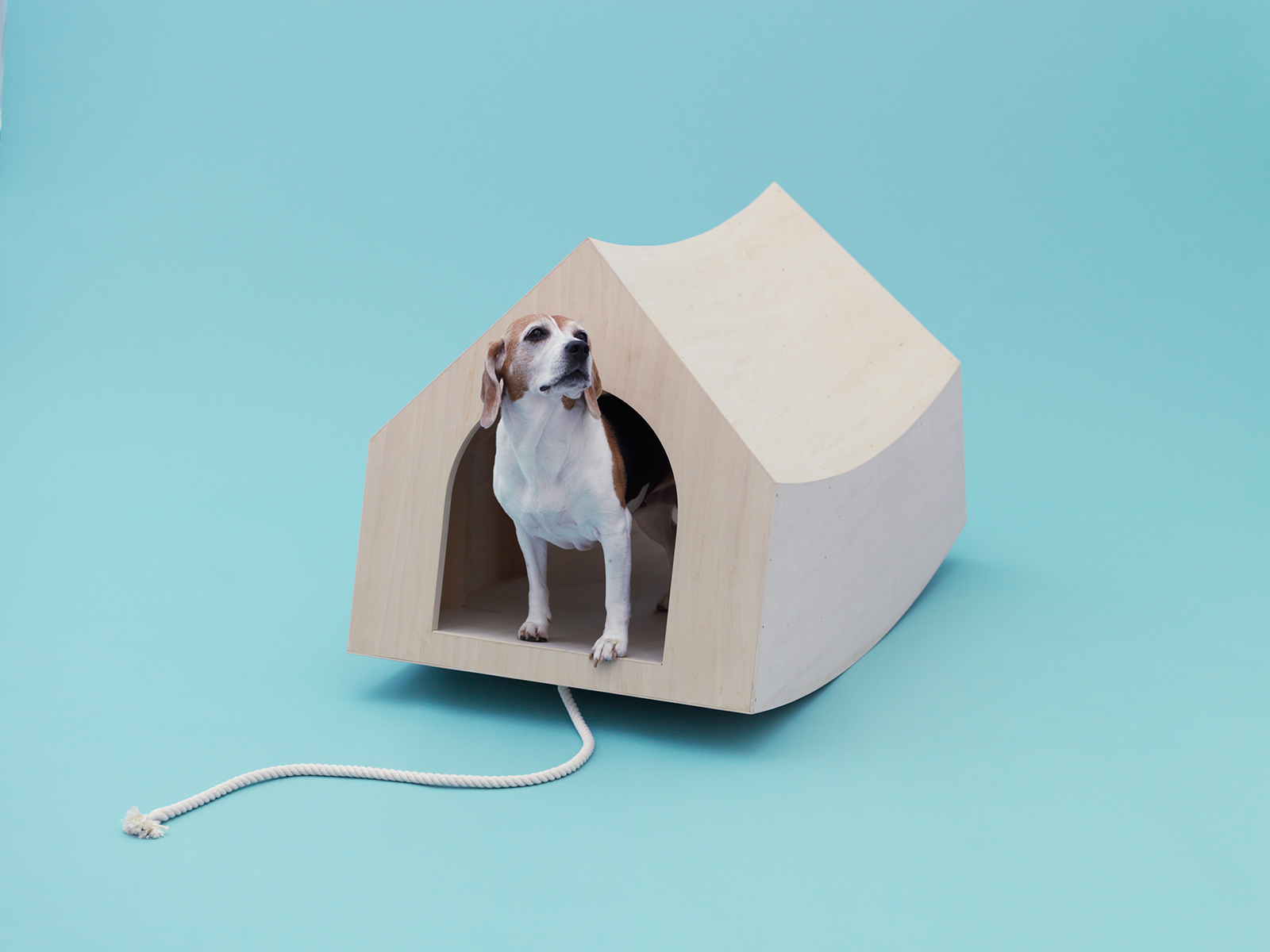 Photo: courtesy of Architecture for Dogs