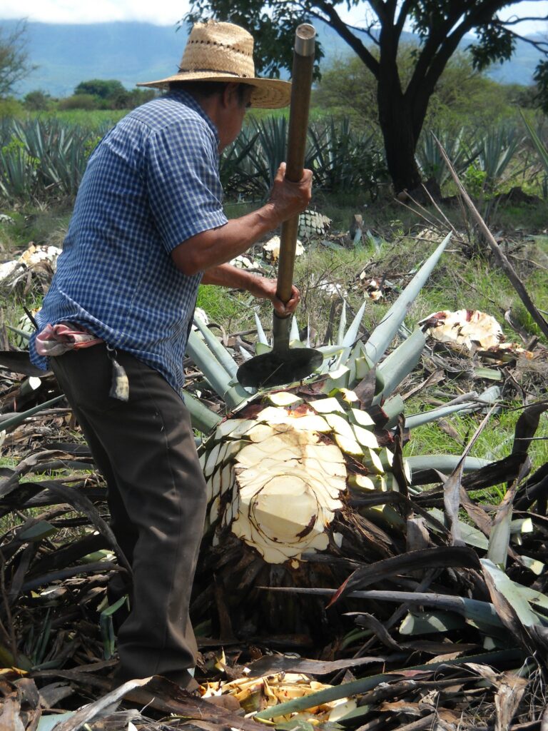 tequila Jalisco agave
