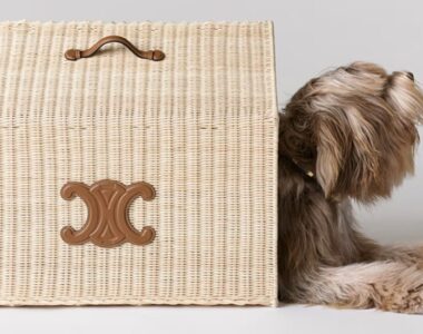 CELINE Unveils Luxurious Collection of Dog Accessories / Foto Celine