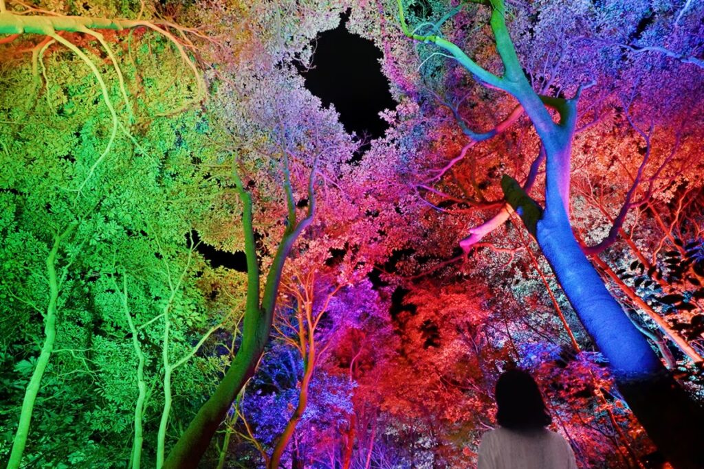 Una experiencia inmersiva en las Terrazas de Arroz de Ibaraki con teamLab / Photo via TeamLab