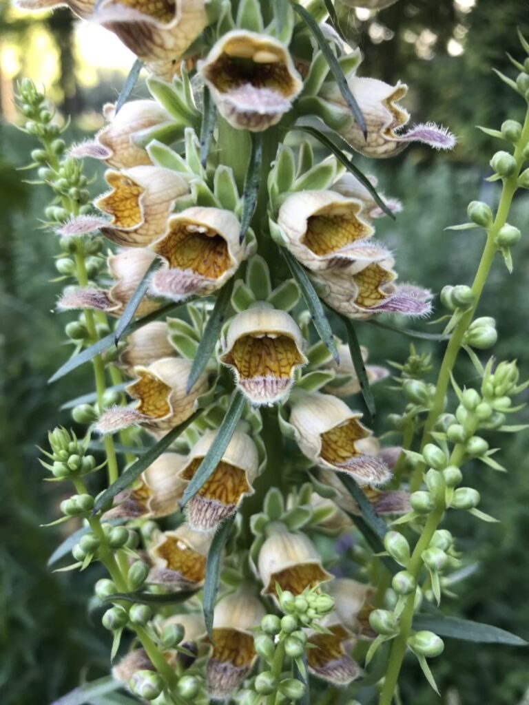 Elspeth Diederix, Digitalis ferruginea, 2019 (from the series ‘The Miracle Garden’). © Elspeth Diederix. Courtesy of Stigter van Doesburg, Amsterdam.