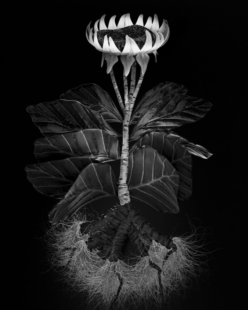 Miljohn Ruperto and Ulrik Heltoft, 50 Leto, 2014 (series ‘Voynich Botanical Studies’). © Miljohn Ruperto et Ulrik Heltoft. Courtesy of Friends Indeed Gallery, San Francisco, and Vacancy Gallery, Shanghai.