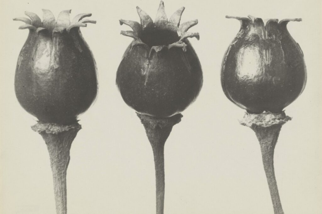 The Plant Kingdom as Seen by Five Artists in an exhibition in Paris / Photo via Karl Blossfeldt