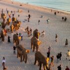 The Great Elephant Migration, a sustainable art installation, provided an unprecedented experience for visitors in Miami Beach / Photo by Brian Contreras