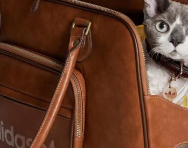 Pets are no longer accessories—they’re the ones wearing them. This shift reflects how deeply our furry friends are integrated into modern lifestyles. / Photo ADIDAS