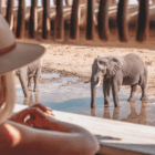 Travel experiences like Savute Elephant Lodge, A Belmond Safari, Botswana / Photo Mike Eloff & Carlinn Meyer /Belmond