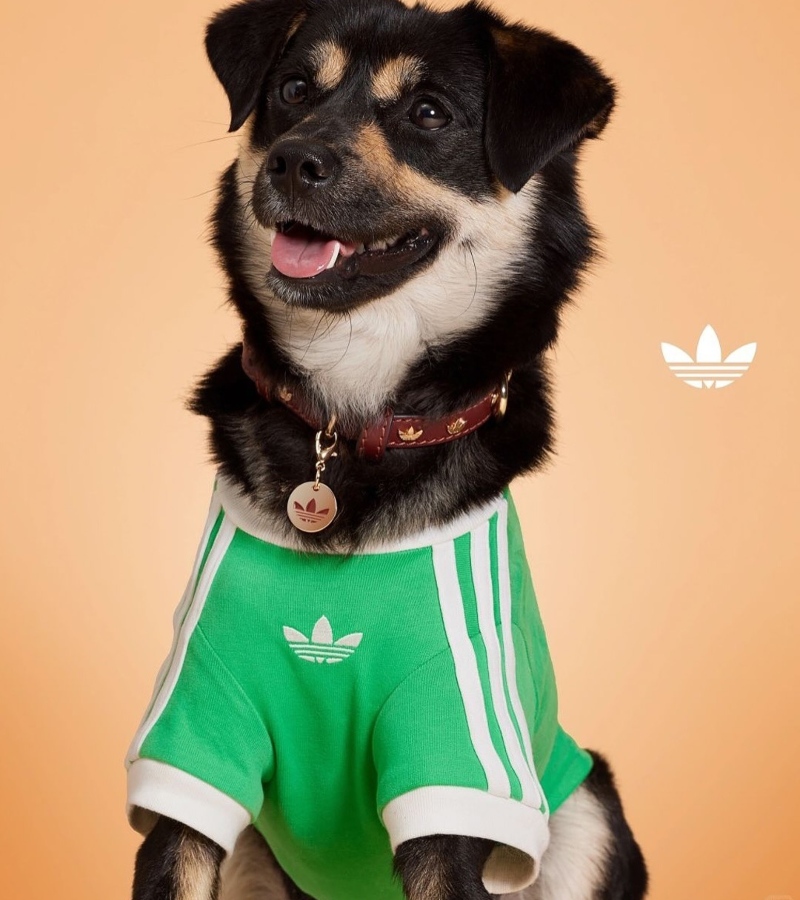 The Adidas Originals Pets Collection hits stores in Shanghai on May 20, 2025. The online launch follows on May 27, but only in China. / Photo ADIDAS