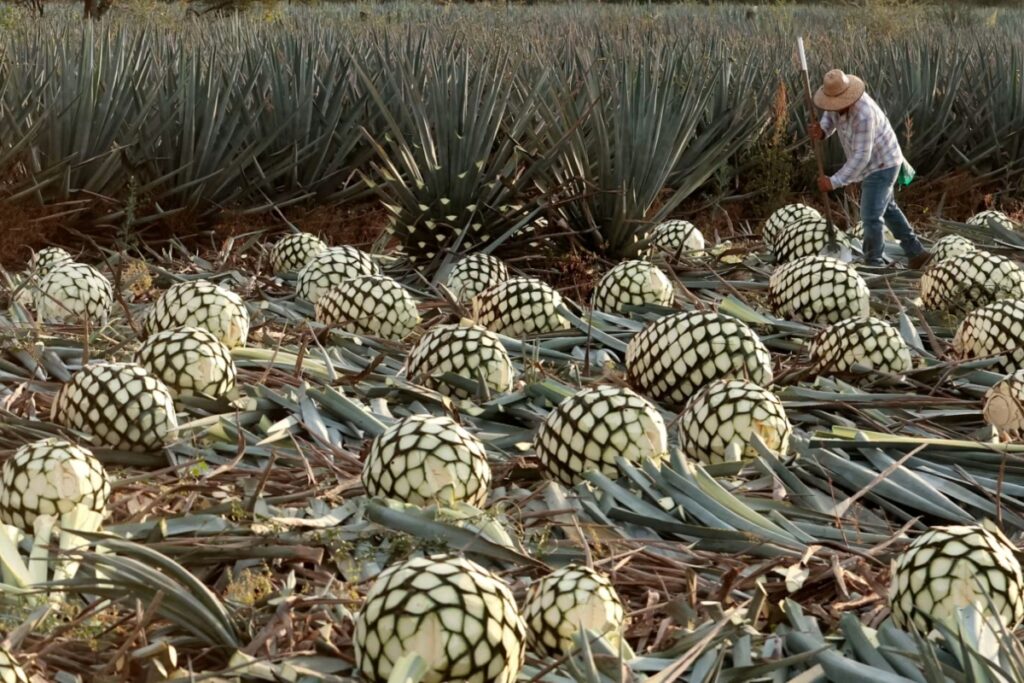 Making tequila starts in the fields, not the distillery. The blue agave plant takes six to twelve years to mature, especially in highland regions. / Photo archive