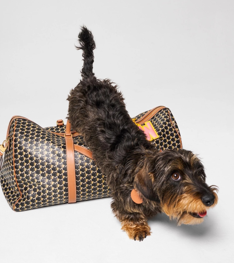 This pet collection exemplifies that balance, bridging the world of high-end fashion with the joy and companionship pets bring to our lives / Photo via Moynat