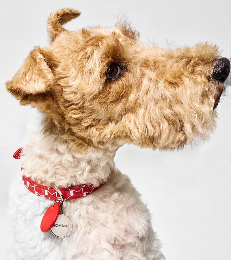 This latest line reimagines the brand’s signature “M” canvas in a playful yet sophisticated way, offering elegant collars, leashes, and decorative charms designed for both dogs and cats. / Photo via Moynat