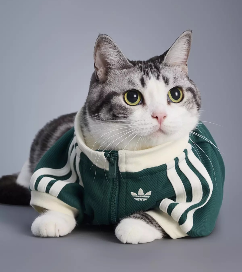 Available in four timeless shades—Black, Blue, Green, and Pink—the piece offers a perfect blend of nostalgia and modernity. / Photo Adidas