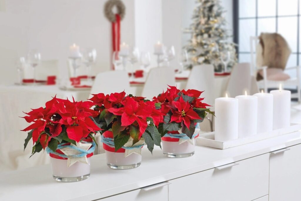 According to folklore, a poor child offered simple weeds to the baby Jesus. Miraculously, the plants transformed into radiant flowers. / Photo archive