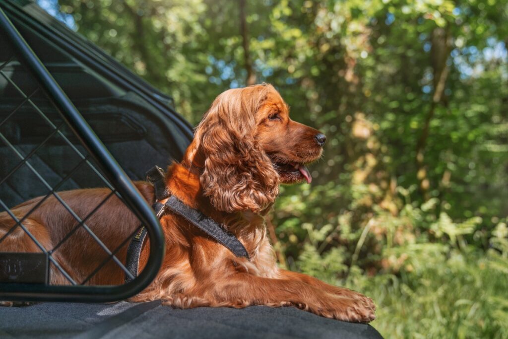 Beyond the cabin, additional vehicle features enhance pet-focused travel. Roof rail cross bars provide extra storage above the vehicle. / Photo Bentley