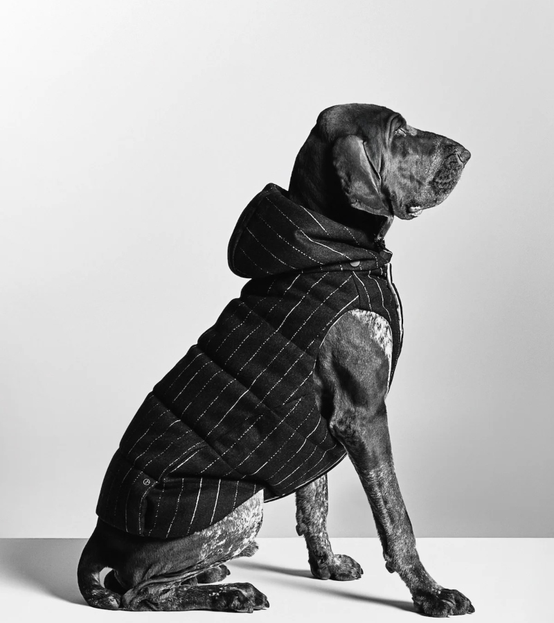 Beyond design, the collection reflects a deeper cultural awareness. Pets are recognized as family members / Photo Armani